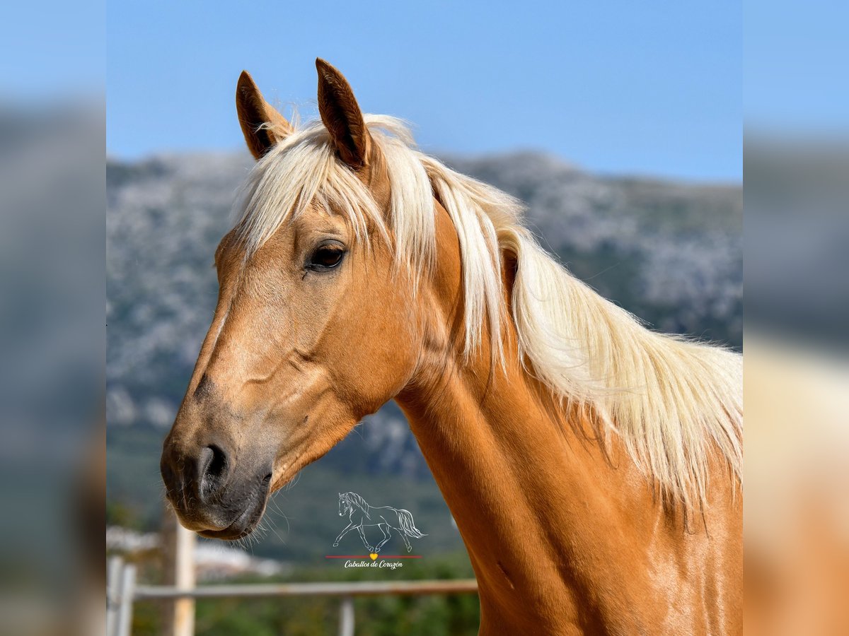 Andalusier Stute 4 Jahre 163 cm Palomino in Malaga