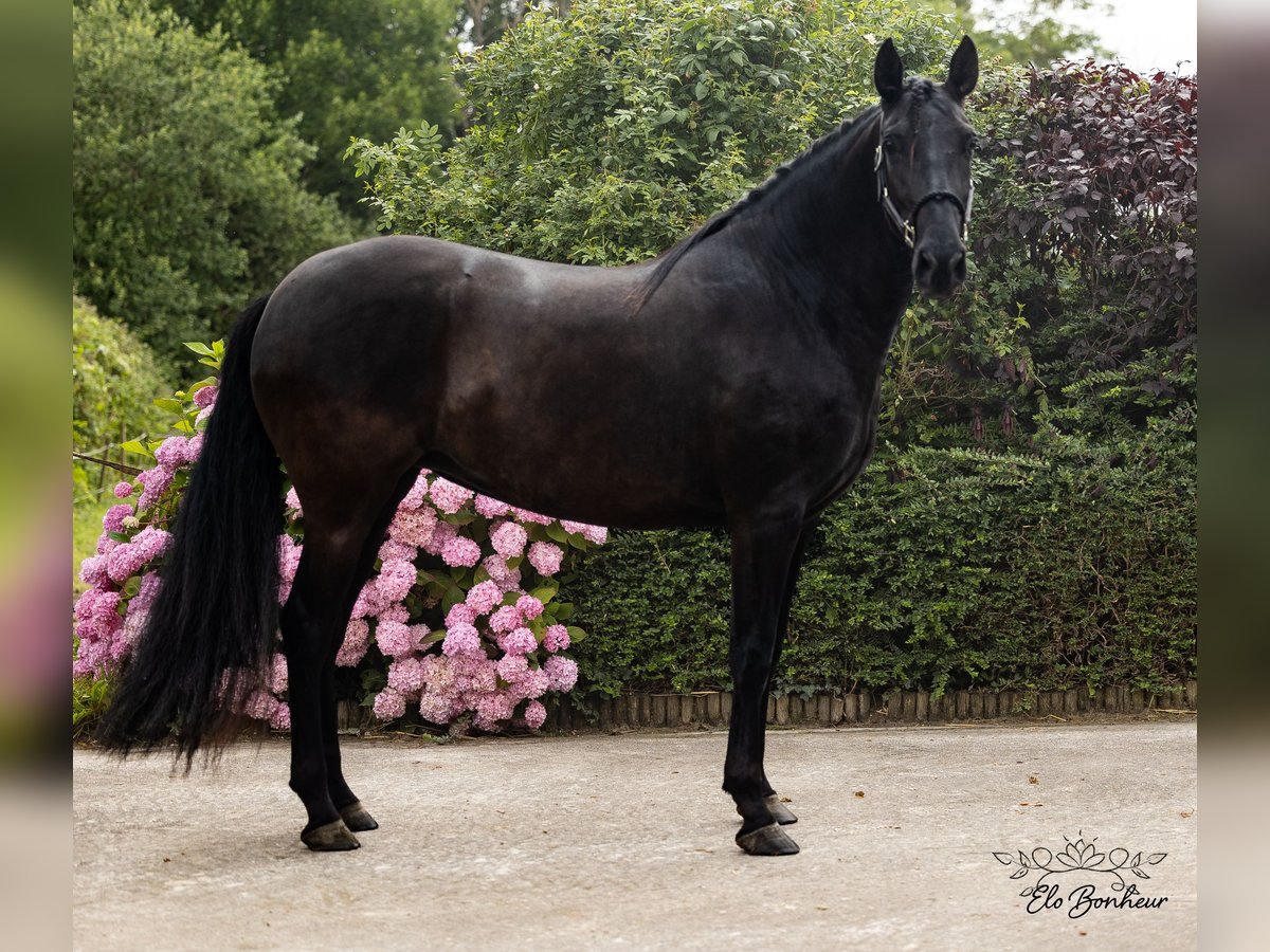Andalusier Stute 4 Jahre 168 cm Rappe in Huy