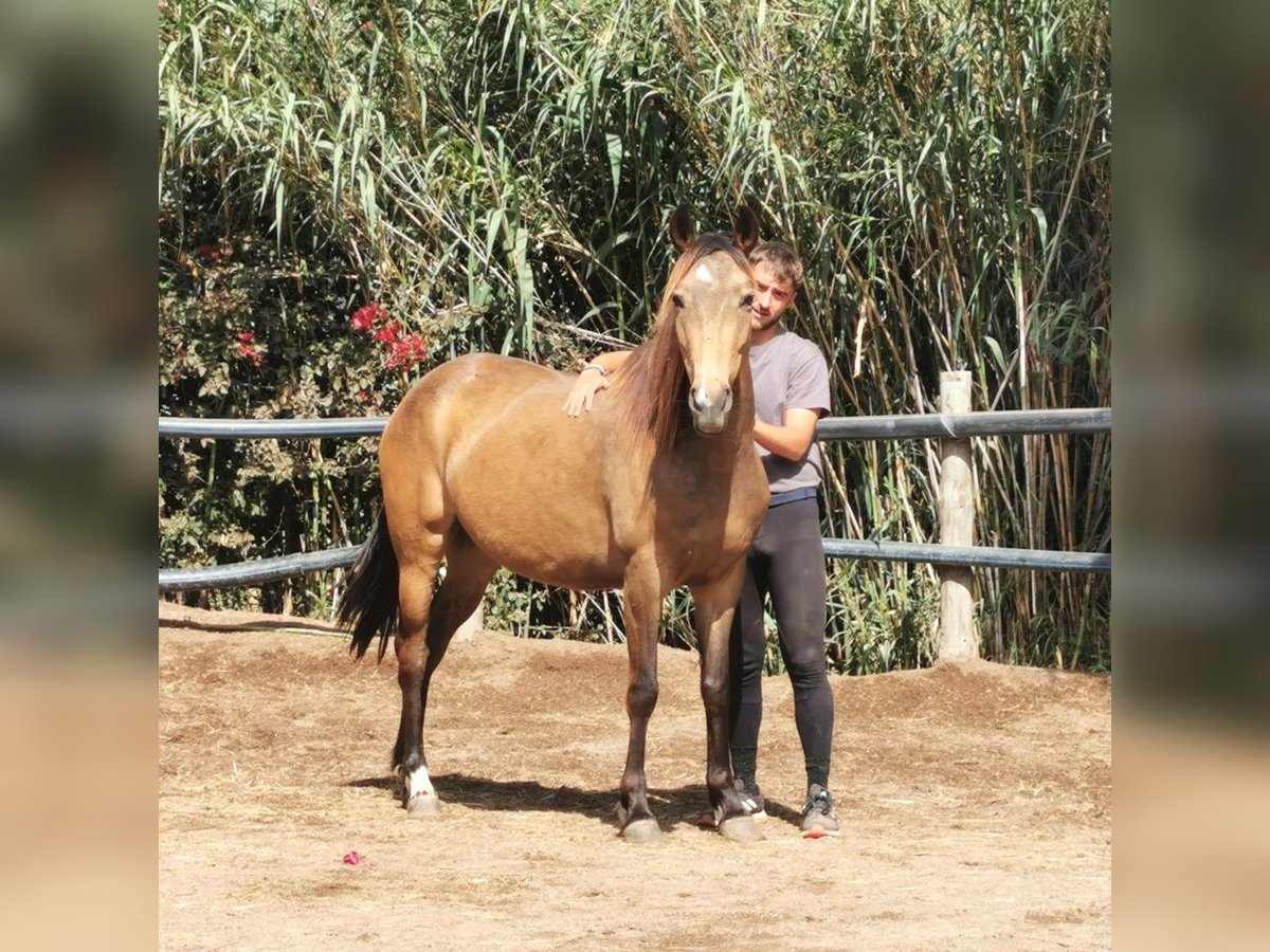 Andalusier Stute 5 Jahre 145 cm Buckskin in Adra Almeria