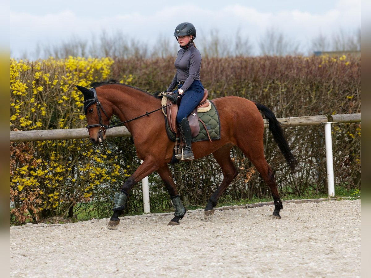 Andalusier Stute 5 Jahre 152 cm Brauner in Neustadt (Wied)