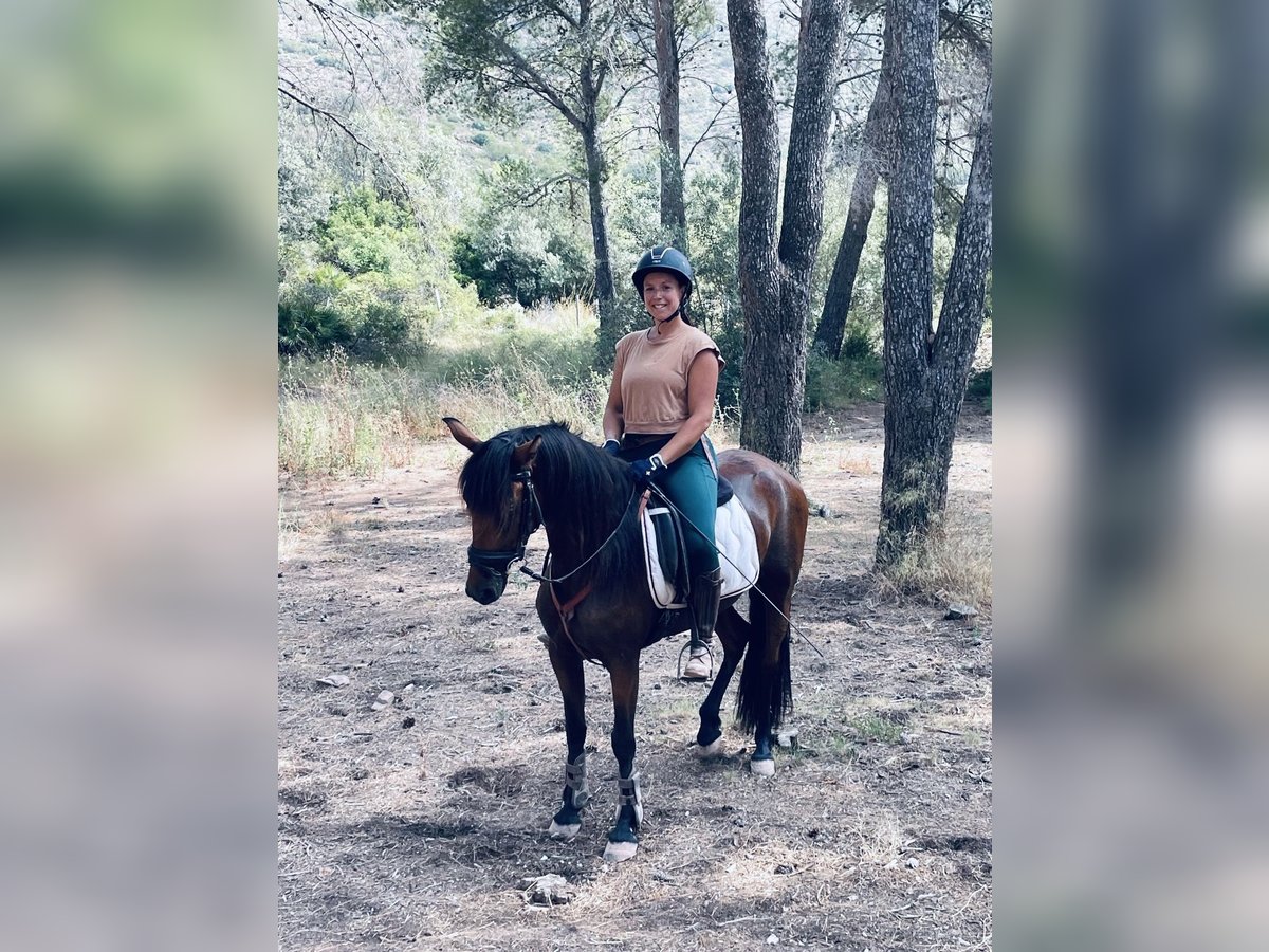 Andalusier Mix Stute 5 Jahre 155 cm Brauner in Valencia