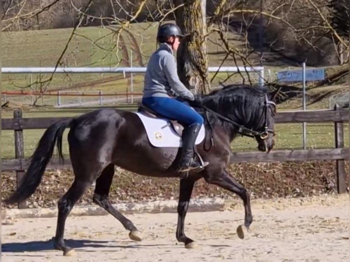 Andalusier Stute 5 Jahre 155 cm Rappe in Schimberg