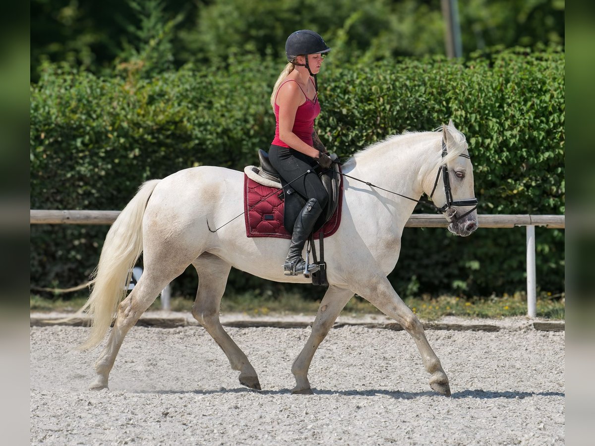 Andalusier Stute 5 Jahre 155 cm Schimmel in Neustadt (Wied)