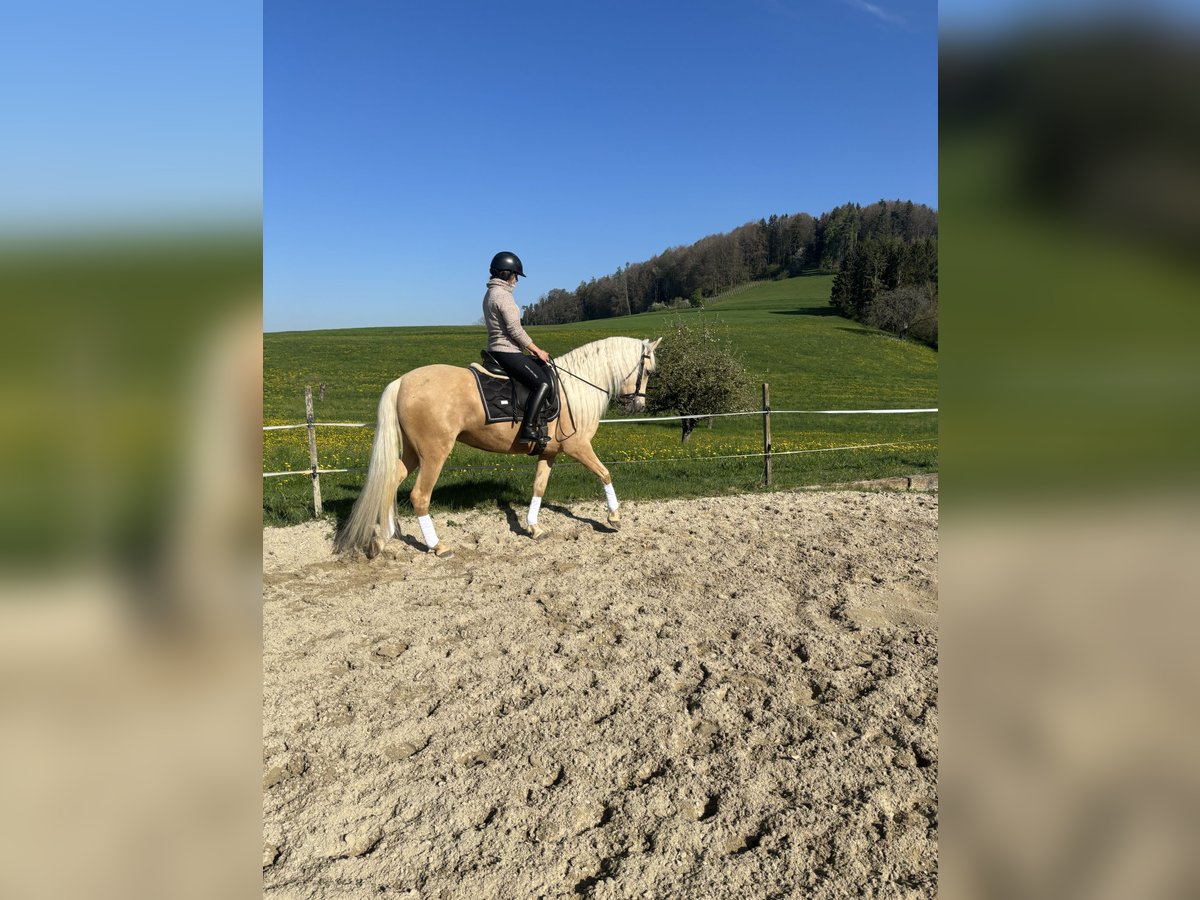Andalusier Stute 6 Jahre 150 cm Palomino in Aeugst am Albis