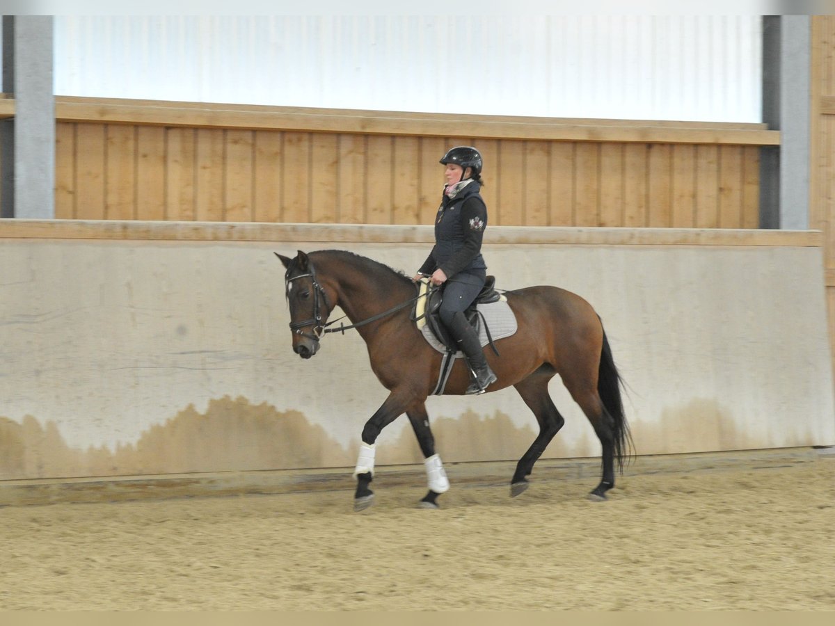 Andalusier Stute 6 Jahre 152 cm Brauner in Wellheim