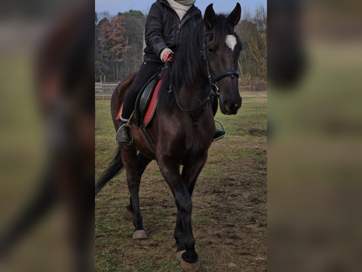 Andalusier Stute 6 Jahre 158 cm Rappe in Ludwigsfelde