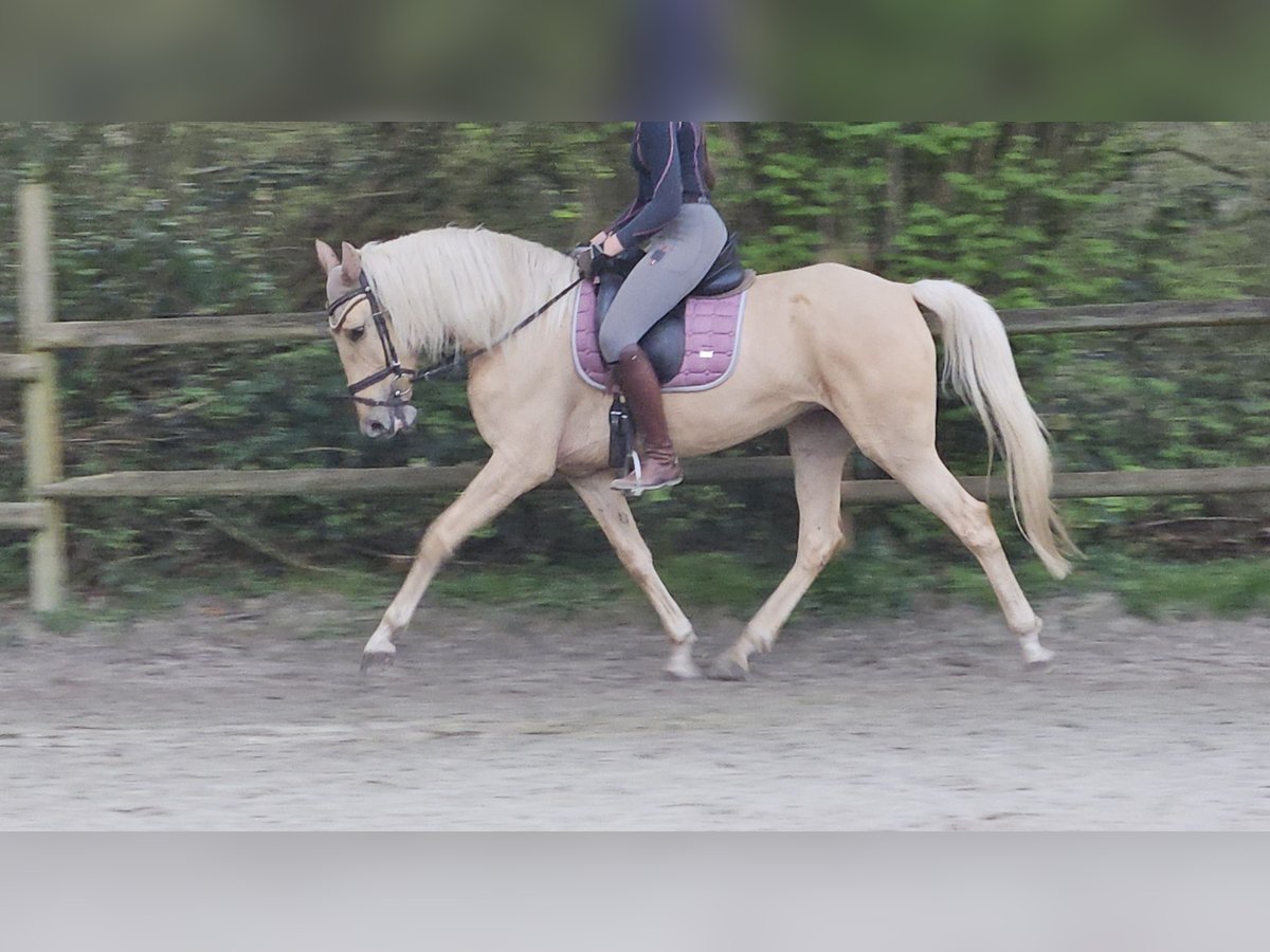 Andalusier Stute 6 Jahre 162 cm Palomino in Nettetal