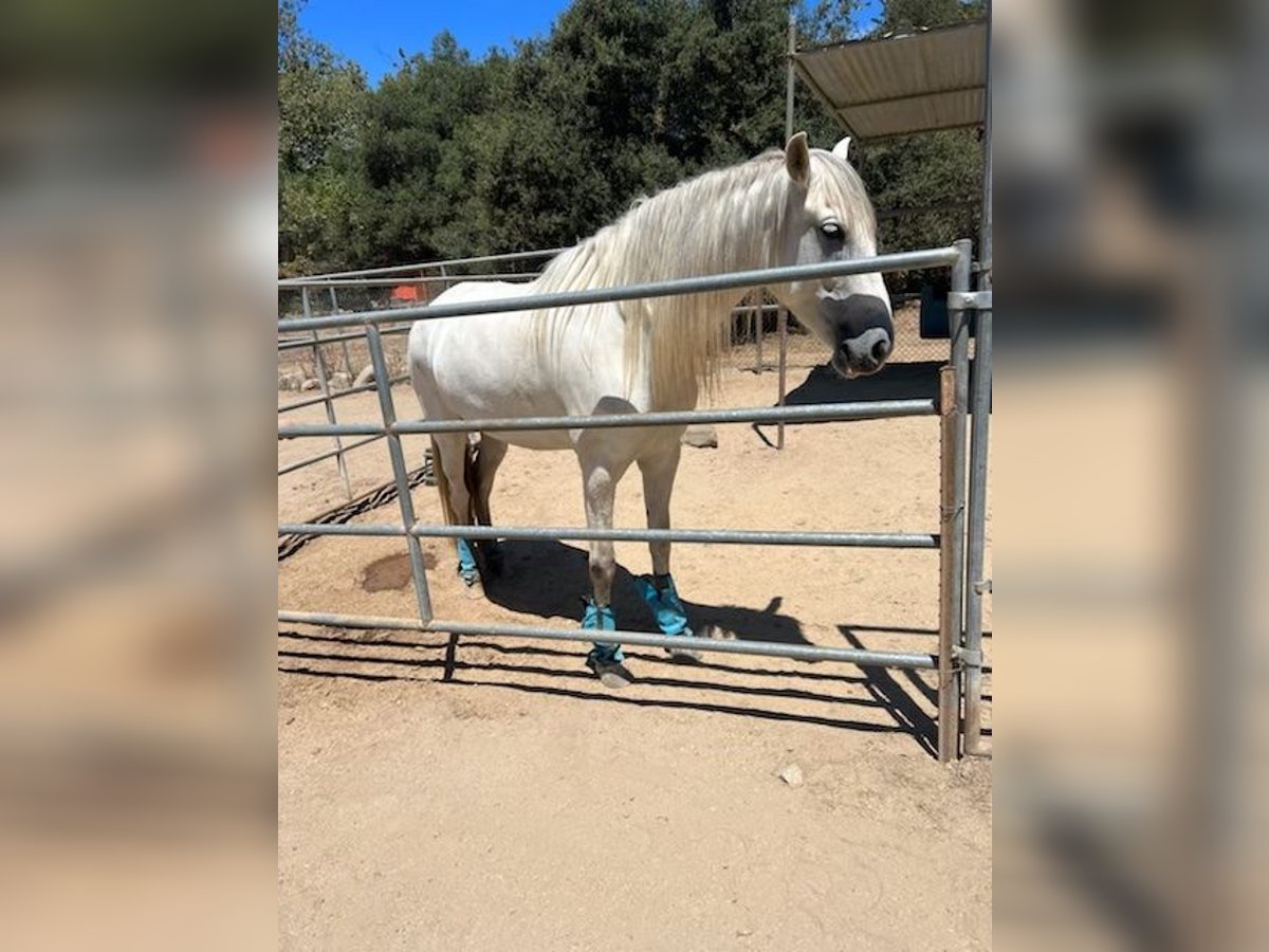 Andalusier Stute 6 Jahre White in Lake Forest