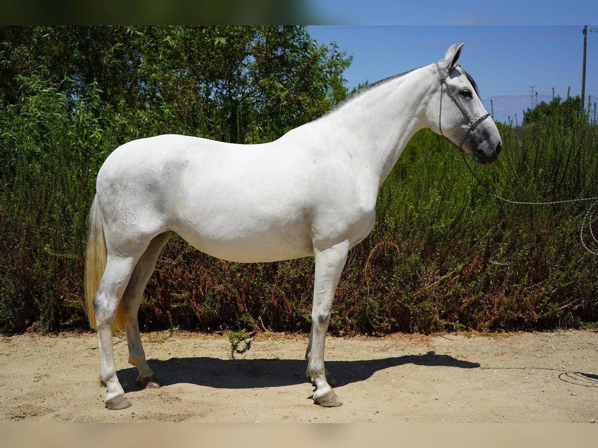Andalusier Stute 7 Jahre 152 cm White in Corona, CA