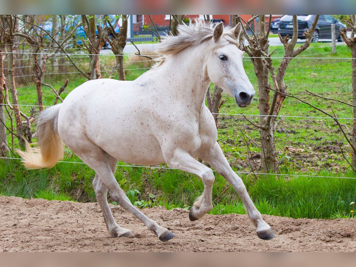 Andalusier Stute 7 Jahre 155 cm Schimmel in Heiden