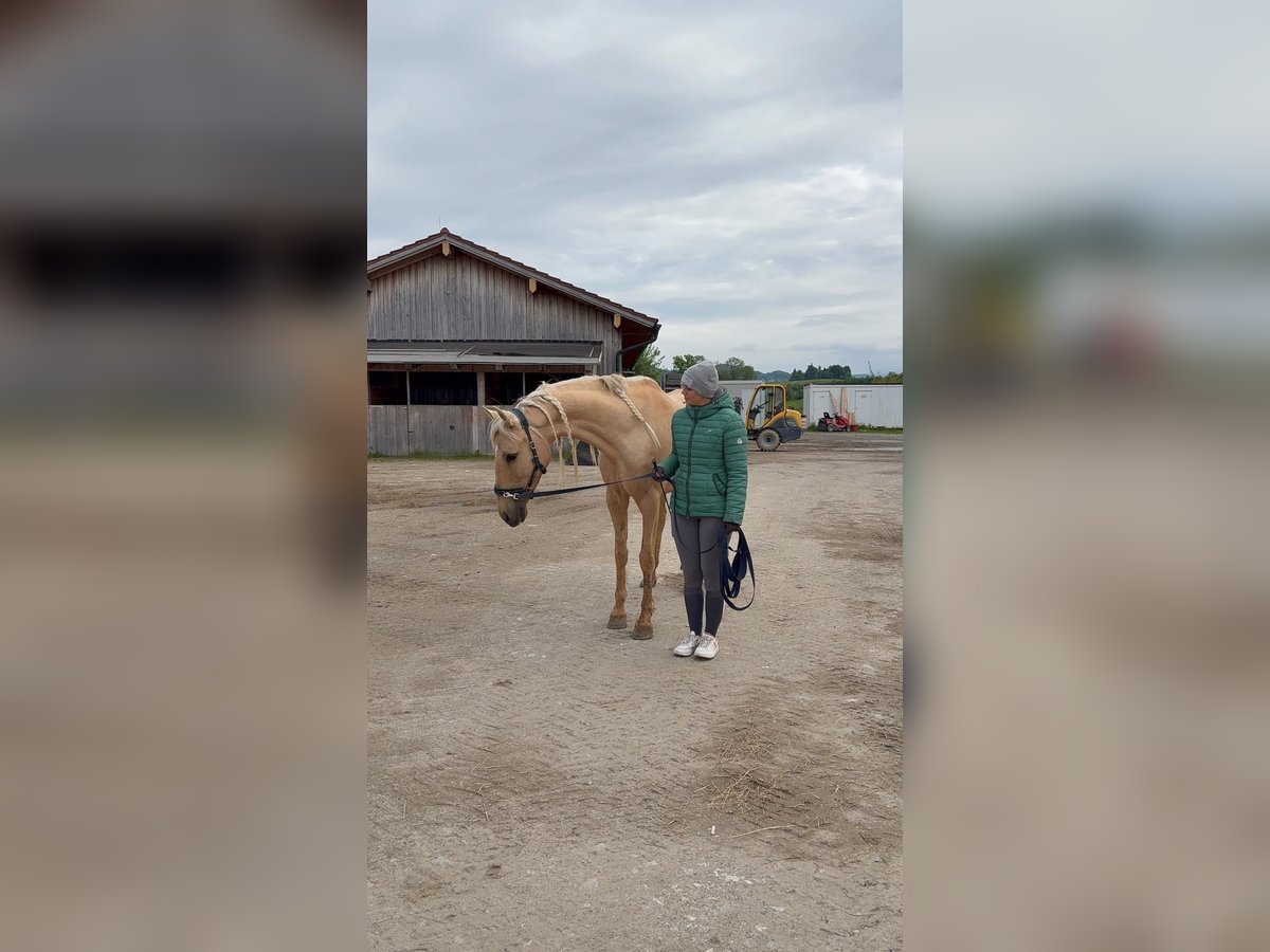 Andalusier Stute 7 Jahre 158 cm Palomino in Strasswalchen