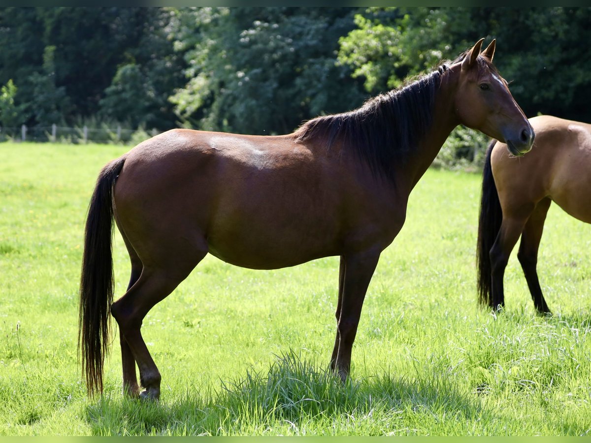Andalusier Stute 8 Jahre 155 cm Brauner in Bissendorf