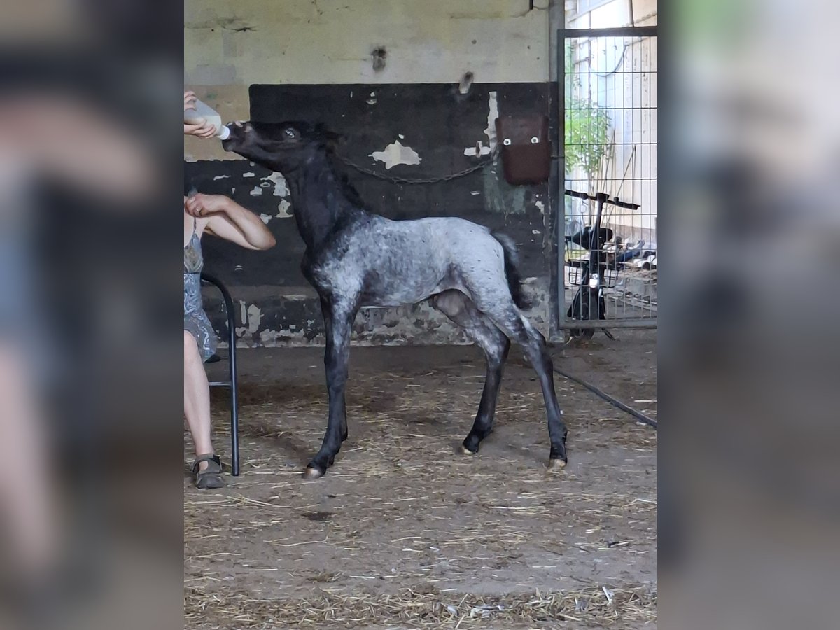 Andalusier Mix Stute 9 Jahre 150 cm Schimmel in Neustadt an der Orla