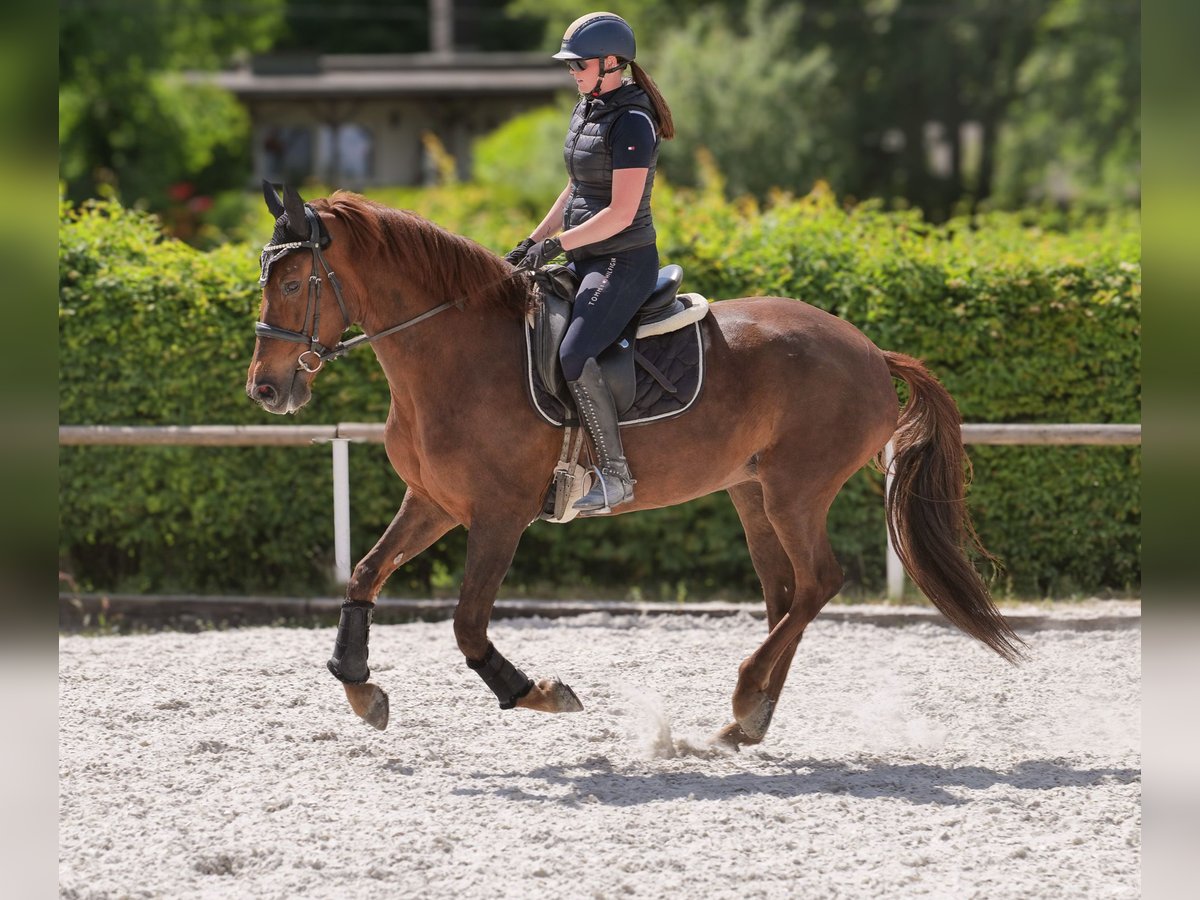 Andalusier Stute 9 Jahre 162 cm Dunkelfuchs in Neustadt (Wied)