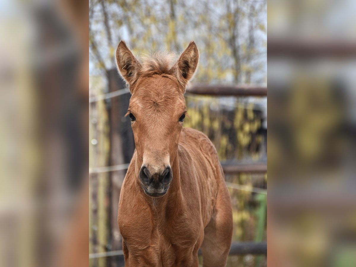 Andalusier Stute  Buckskin in Dochamps