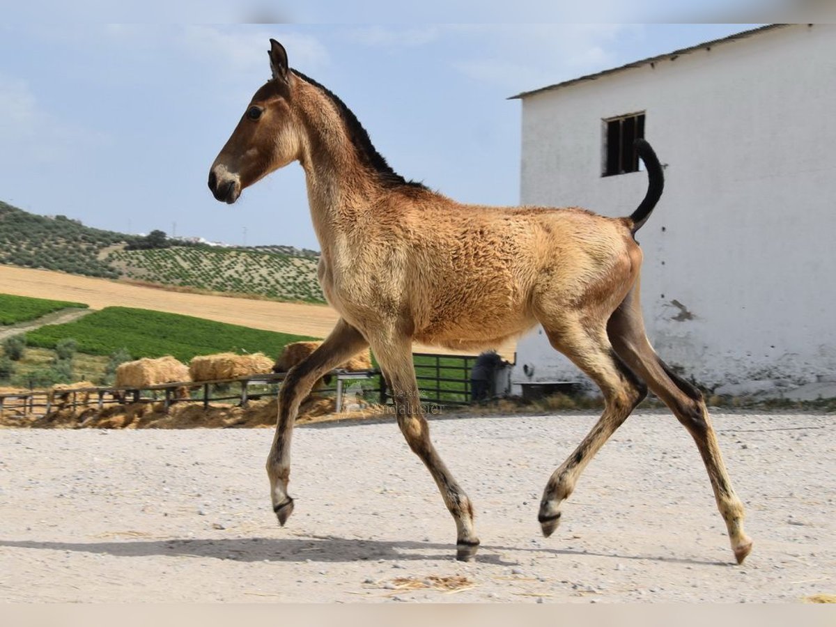 Andalusier Stute  Falbe in Provinz Cordoba