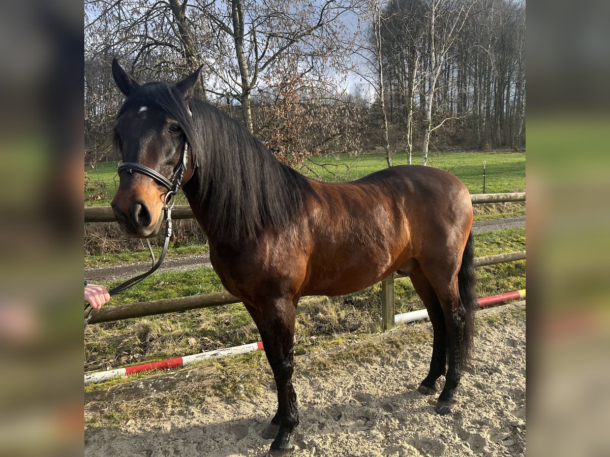 Andalusier Valack 11 år 158 cm Mörkbrun in Reichshof