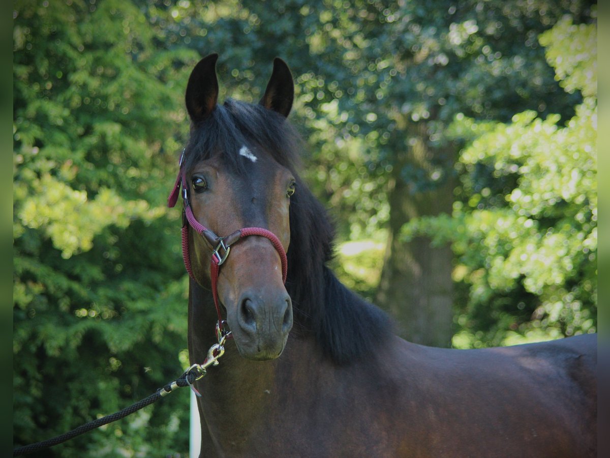 Andalusier Valack 3 år 155 cm Brun in Waldeck