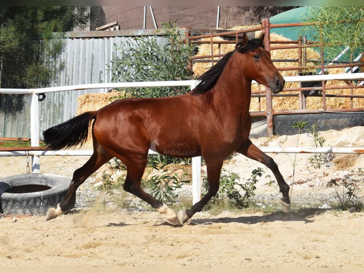 Andalusier Valack 4 år 150 cm Brun in Provinz Malaga