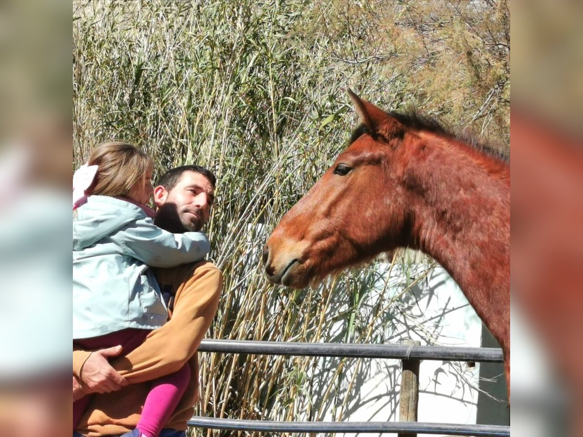 Andalusier Valack 4 år 150 cm Brun in Adra Almeria