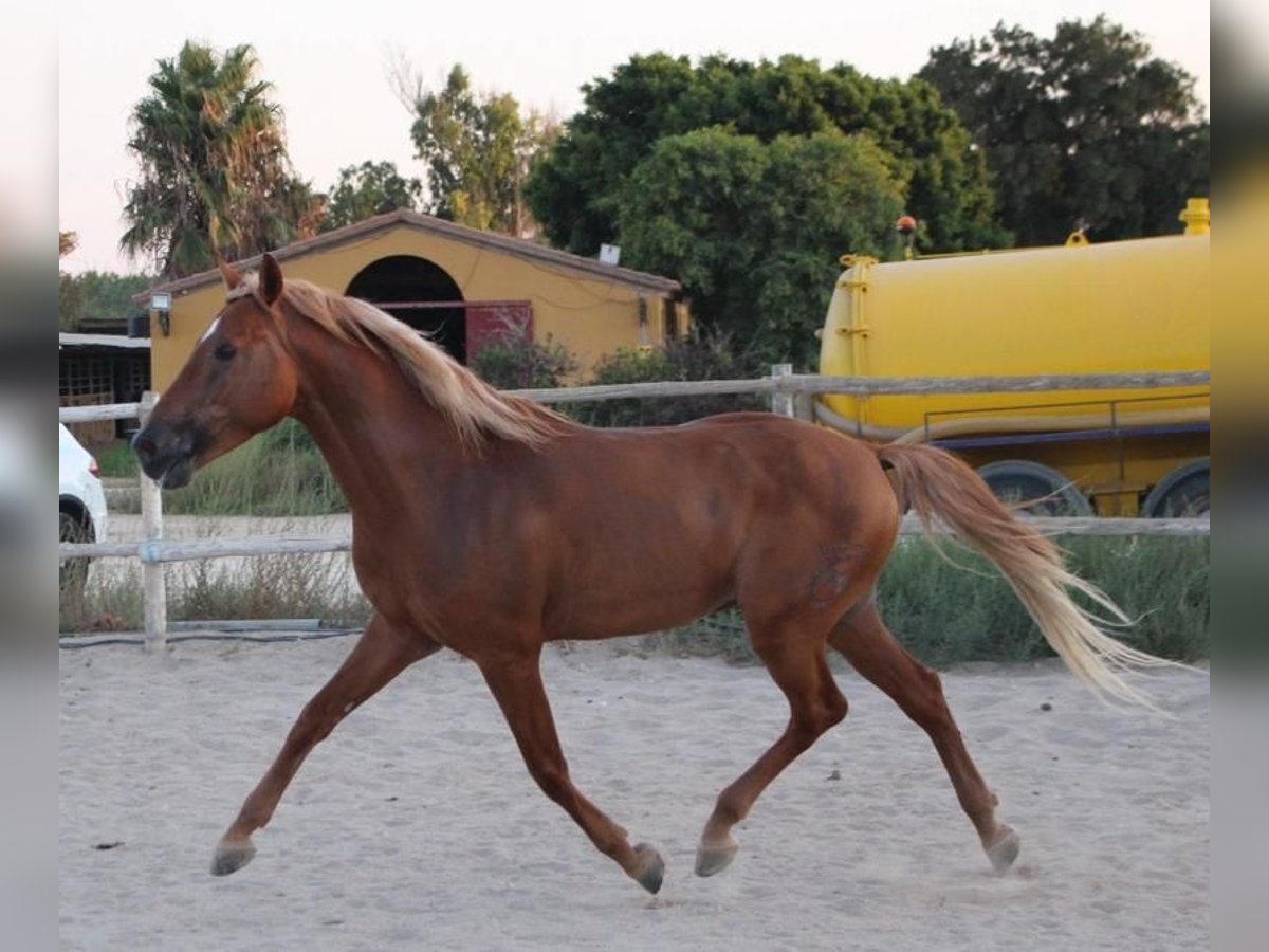 Andalusier Valack 4 år 150 cm Fux in Krumbach