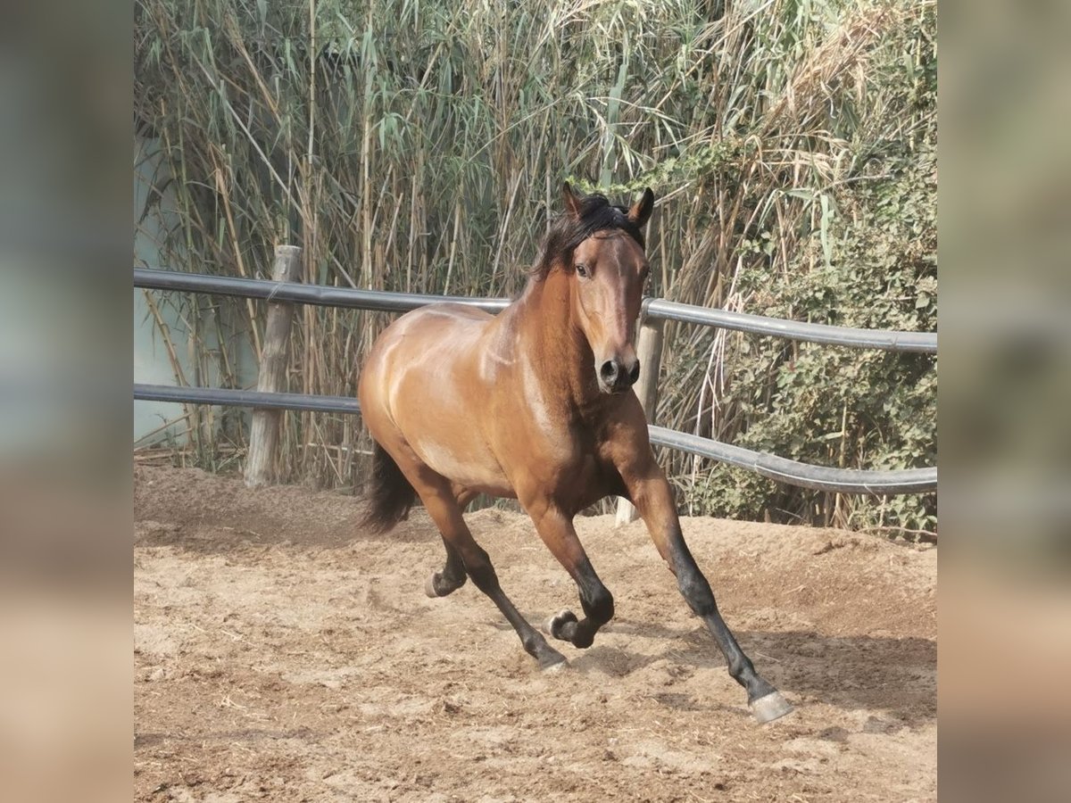 Andalusier Valack 4 år 158 cm Brun in Freiburg im Breisgau