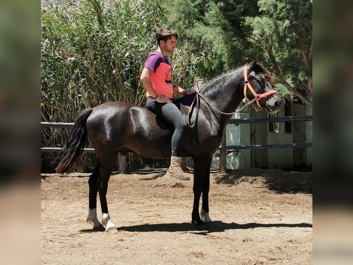 Andalusier Valack 5 år 147 cm Svart in Adra Almeria