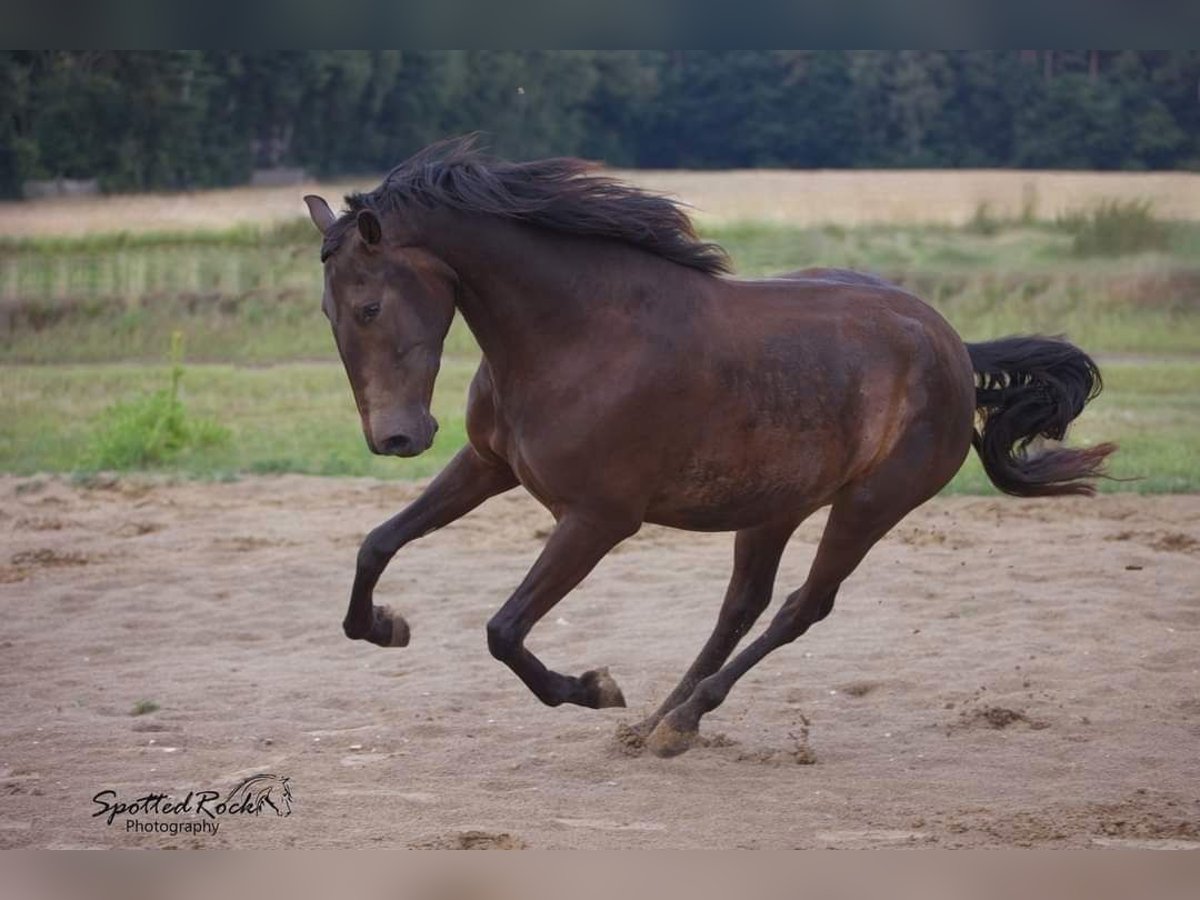 Andalusier Blandning Valack 5 år 163 cm Brun in Syke