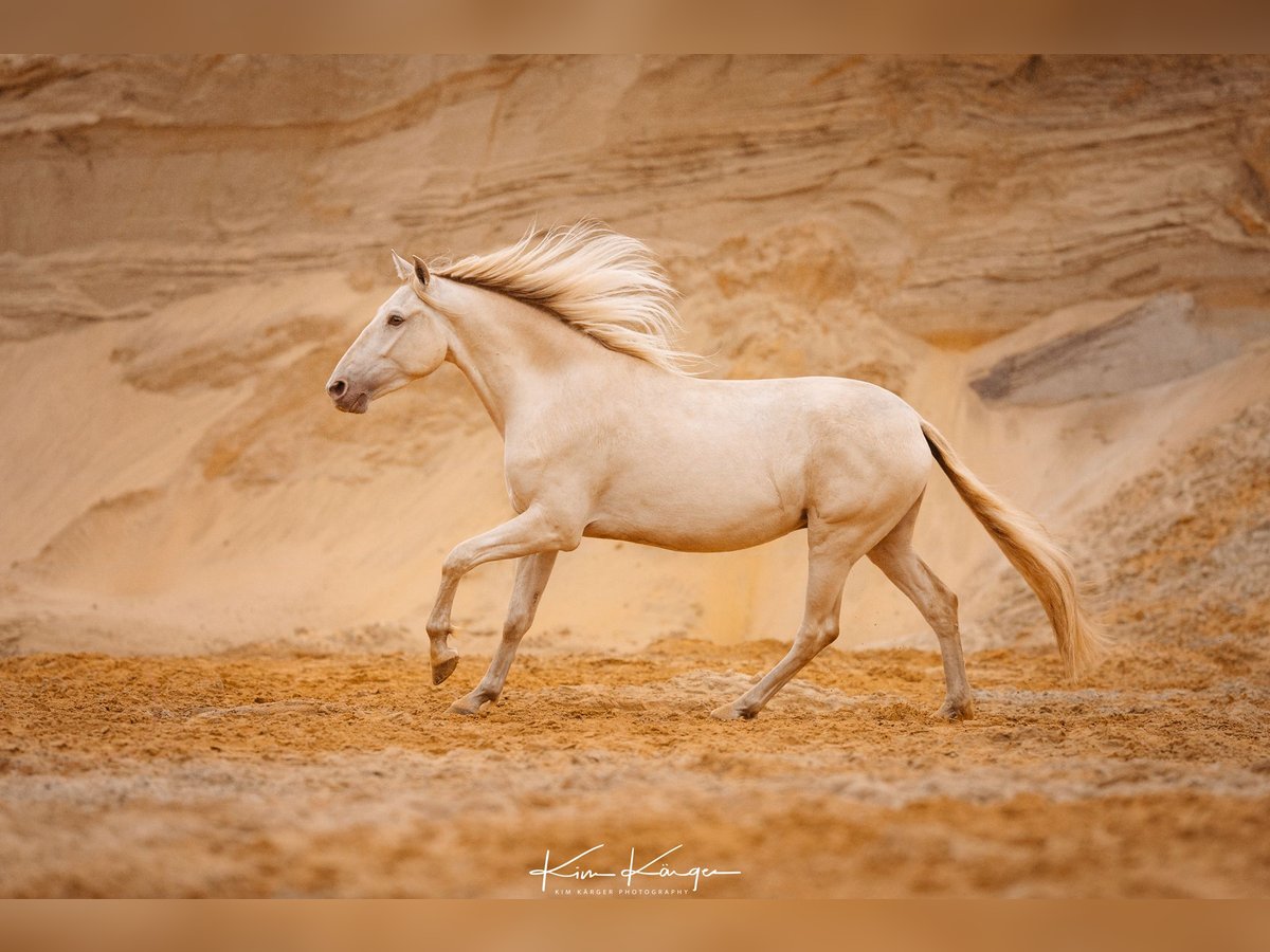 Andalusier Valack 5 år 165 cm Champagne in Hille