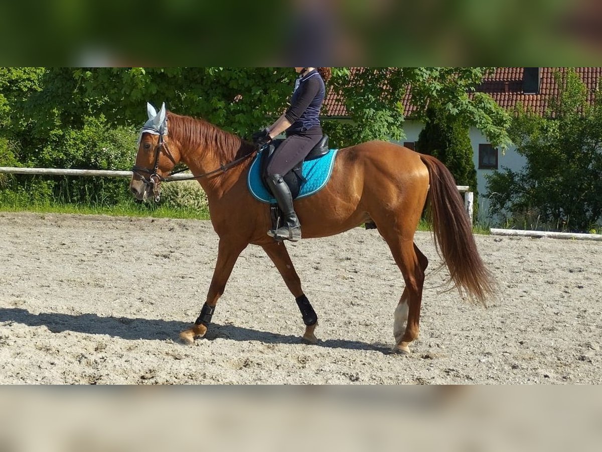 Andalusier Valack 6 år 154 cm fux in Landshut