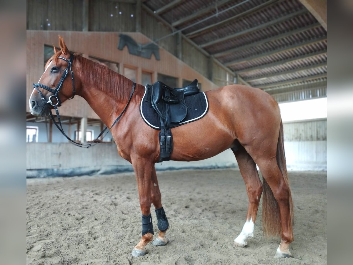 Andalusier Valack 6 år 160 cm fux in Obersüßbach