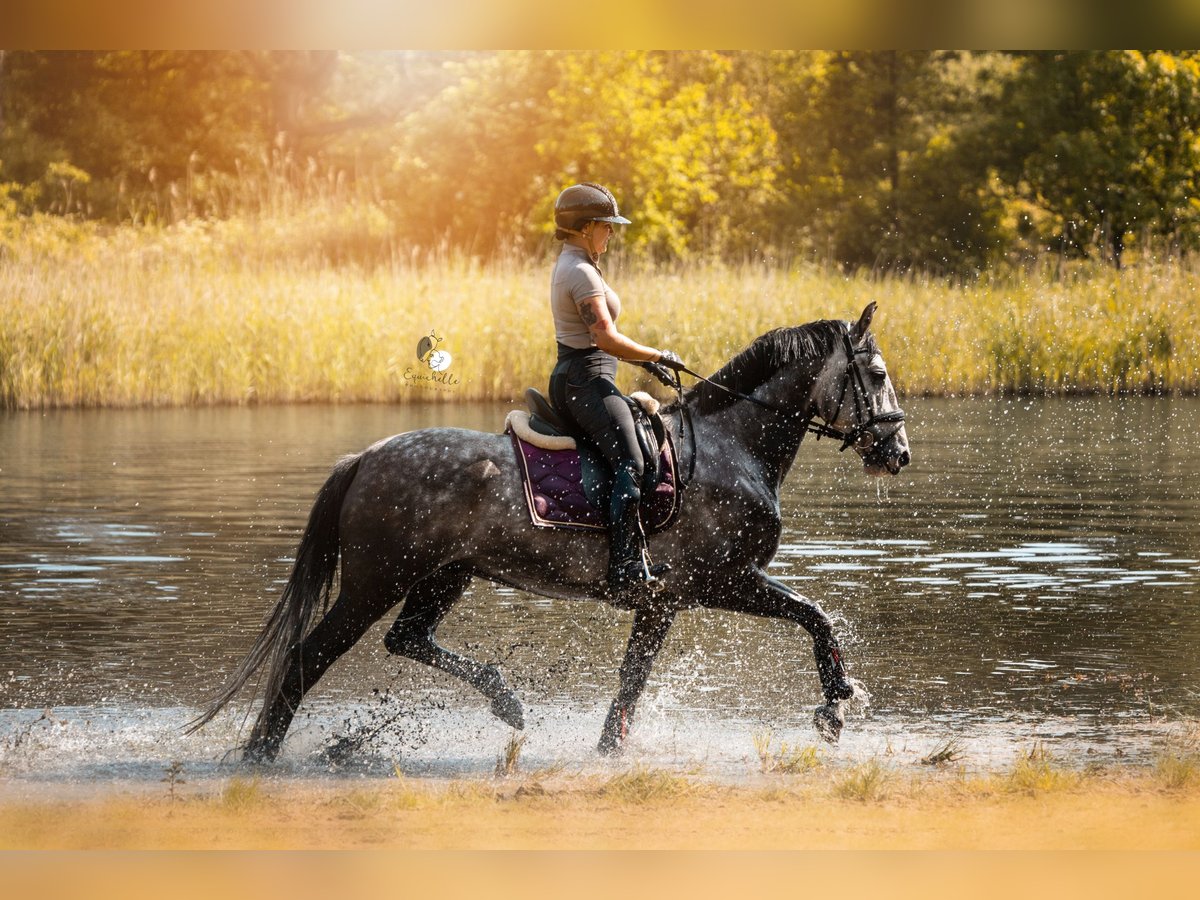 Andalusier Valack 7 år 164 cm Grå in biddinghuizen