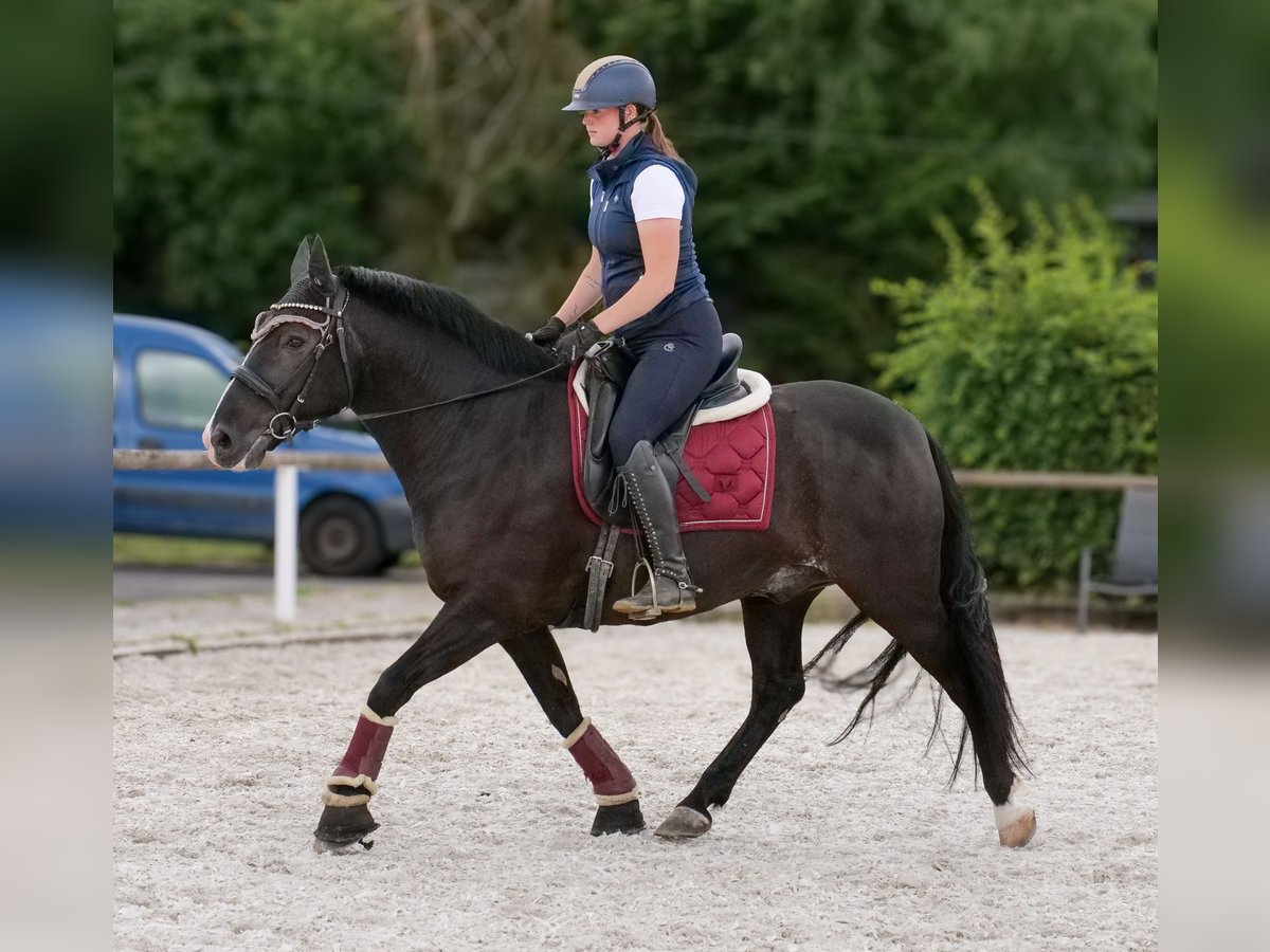 Andalusier Wallach 10 Jahre 145 cm Rappe in Neustadt (Wied)