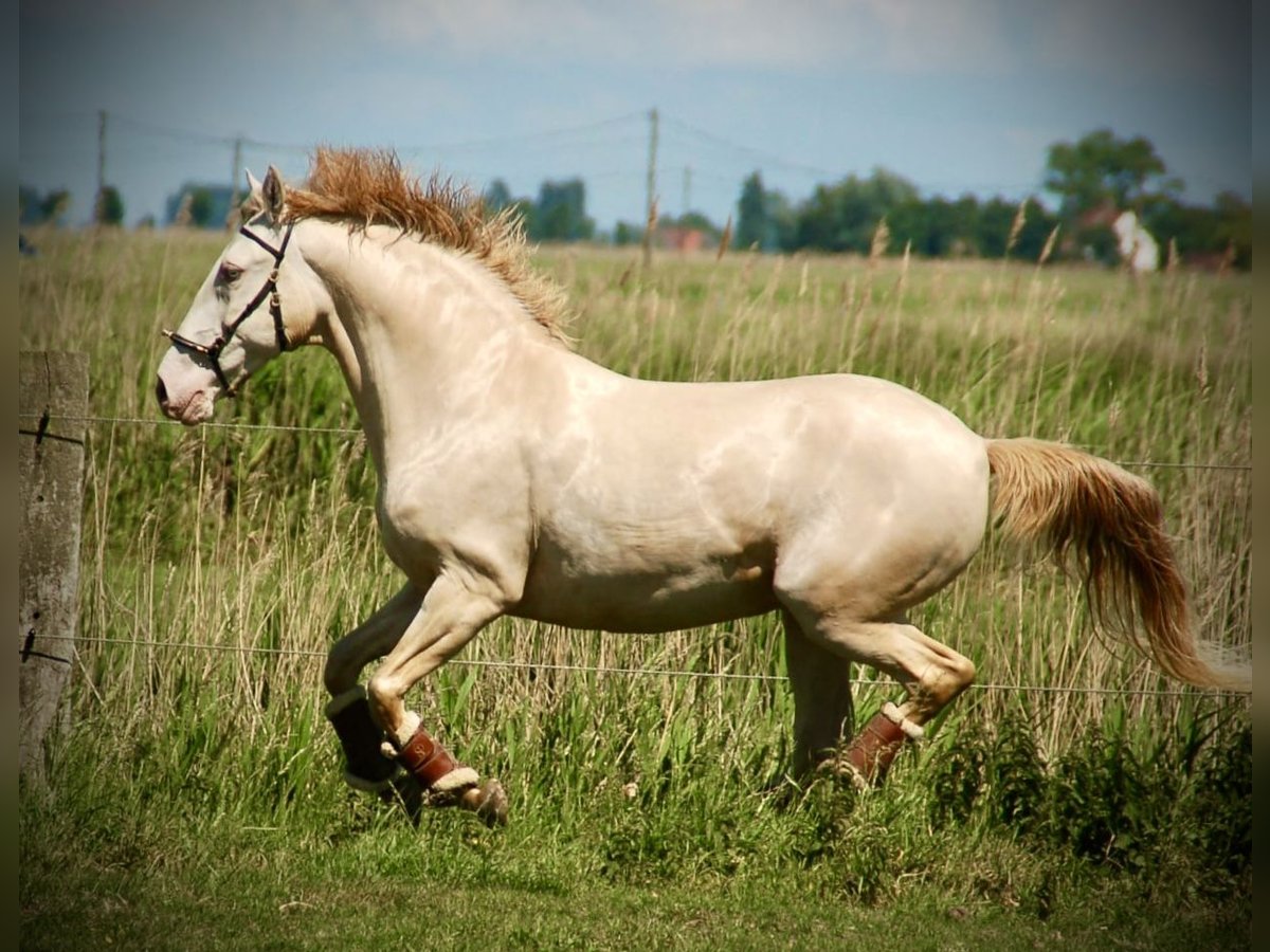 Andalusier Mix Wallach 10 Jahre 155 cm Perlino in Bredene