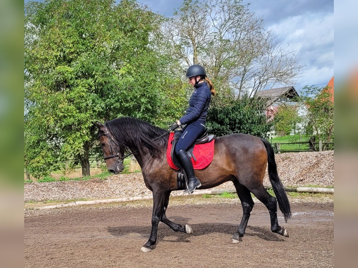 Andalusier Mix Wallach 10 Jahre 159 cm Dunkelbrauner in Karlshuld