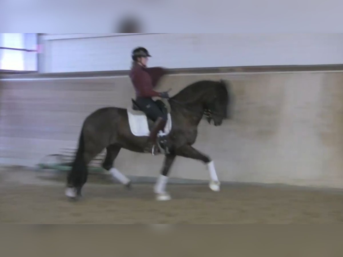 Andalusier Wallach 10 Jahre 164 cm Dunkelbrauner in Beckum
