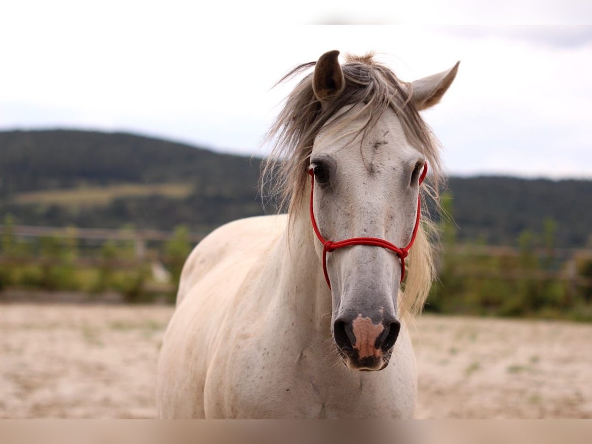 Andalusier Wallach 11 Jahre 152 cm Schimmel in Ringgau