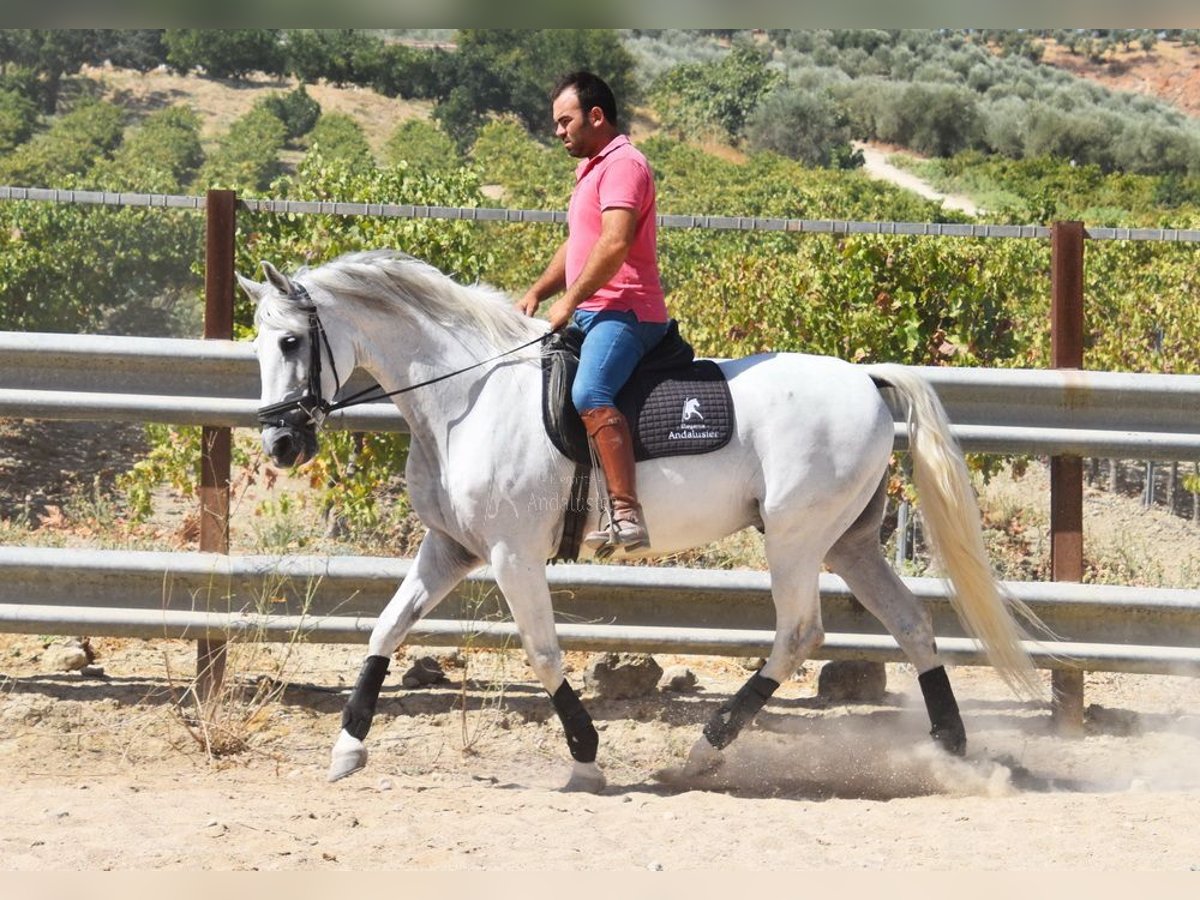 Andalusier Wallach 11 Jahre 161 cm Schimmel in Provinz Cordoba