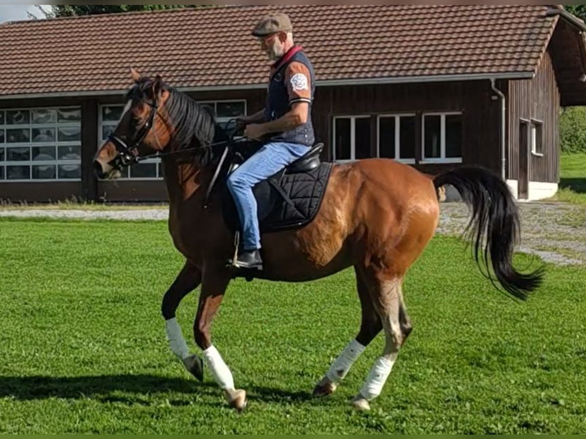 Andalusier Mix Wallach 11 Jahre 165 cm Brauner in Öhningen Andalusier Mix Wallach 11 Jahre 165 cm Brauner in Öhningen