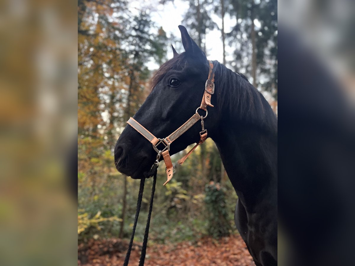 Andalusier Wallach 12 Jahre 162 cm Rappe in Mosen