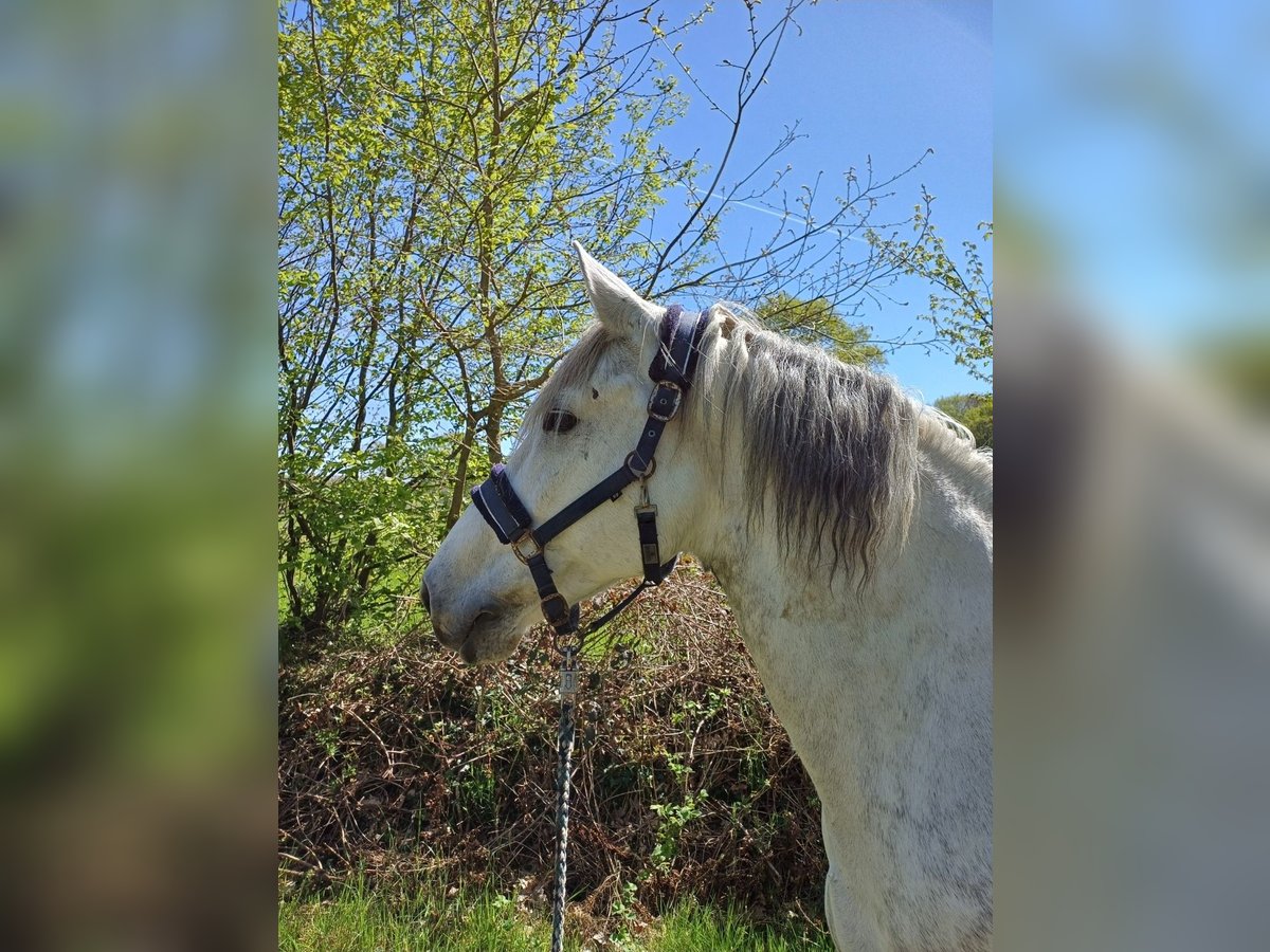 Andalusier Mix Wallach 12 Jahre 163 cm Apfelschimmel in Heidgraben