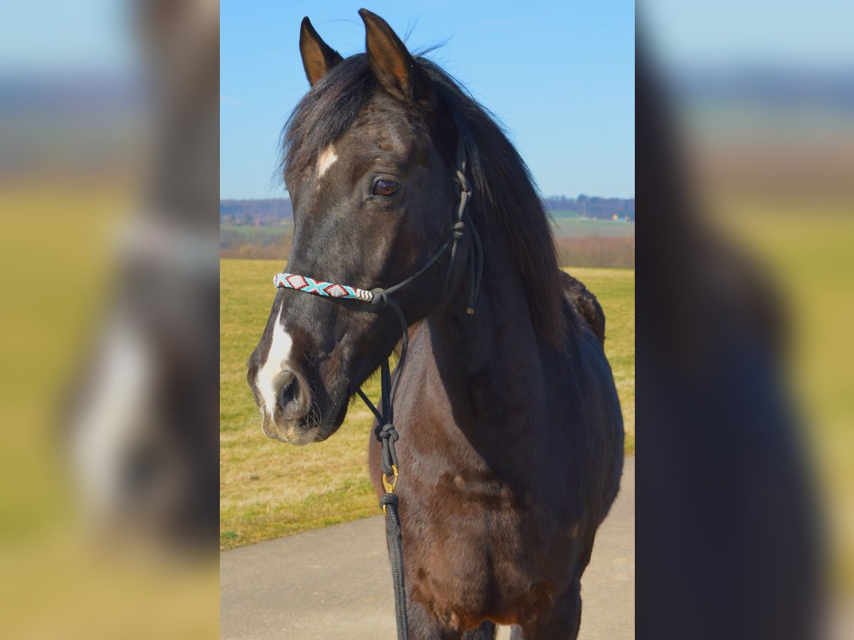 Andalusier Wallach 13 Jahre 164 cm Rappe in Gutenacker