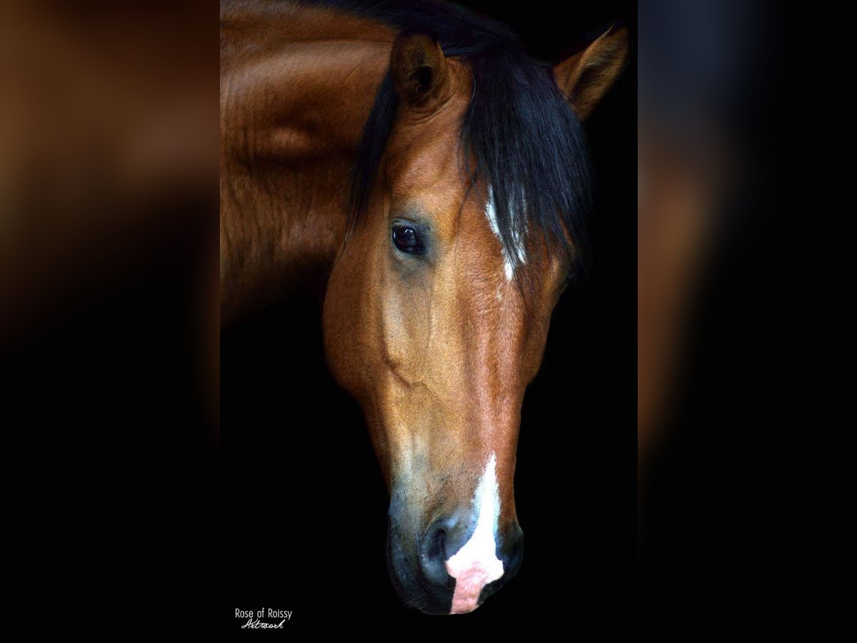 Andalusier Mix Wallach 14 Jahre 155 cm Brauner in Schonach im Schwarzwald