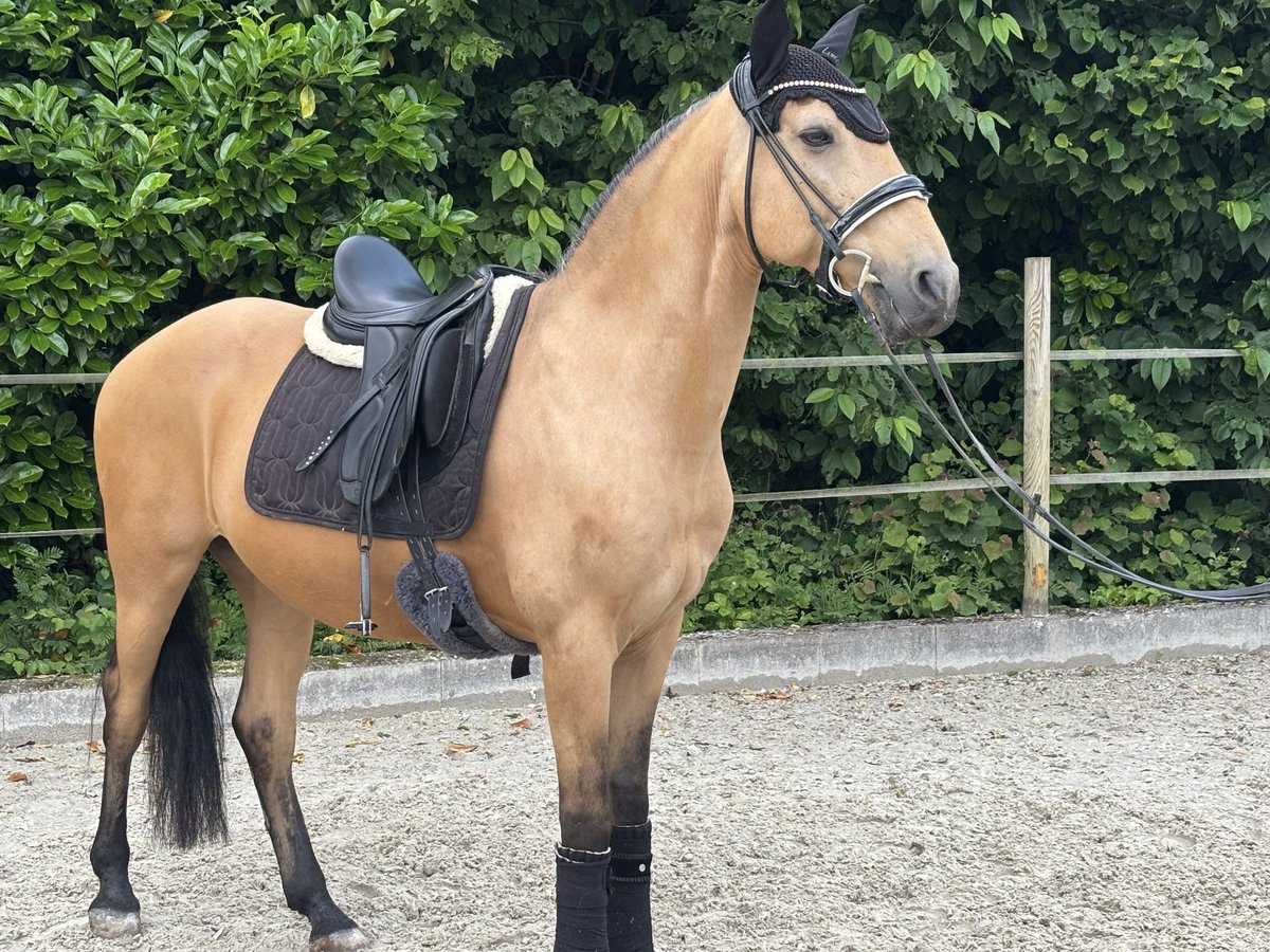 Andalusier Wallach 14 Jahre 157 cm Buckskin in Geisenheim