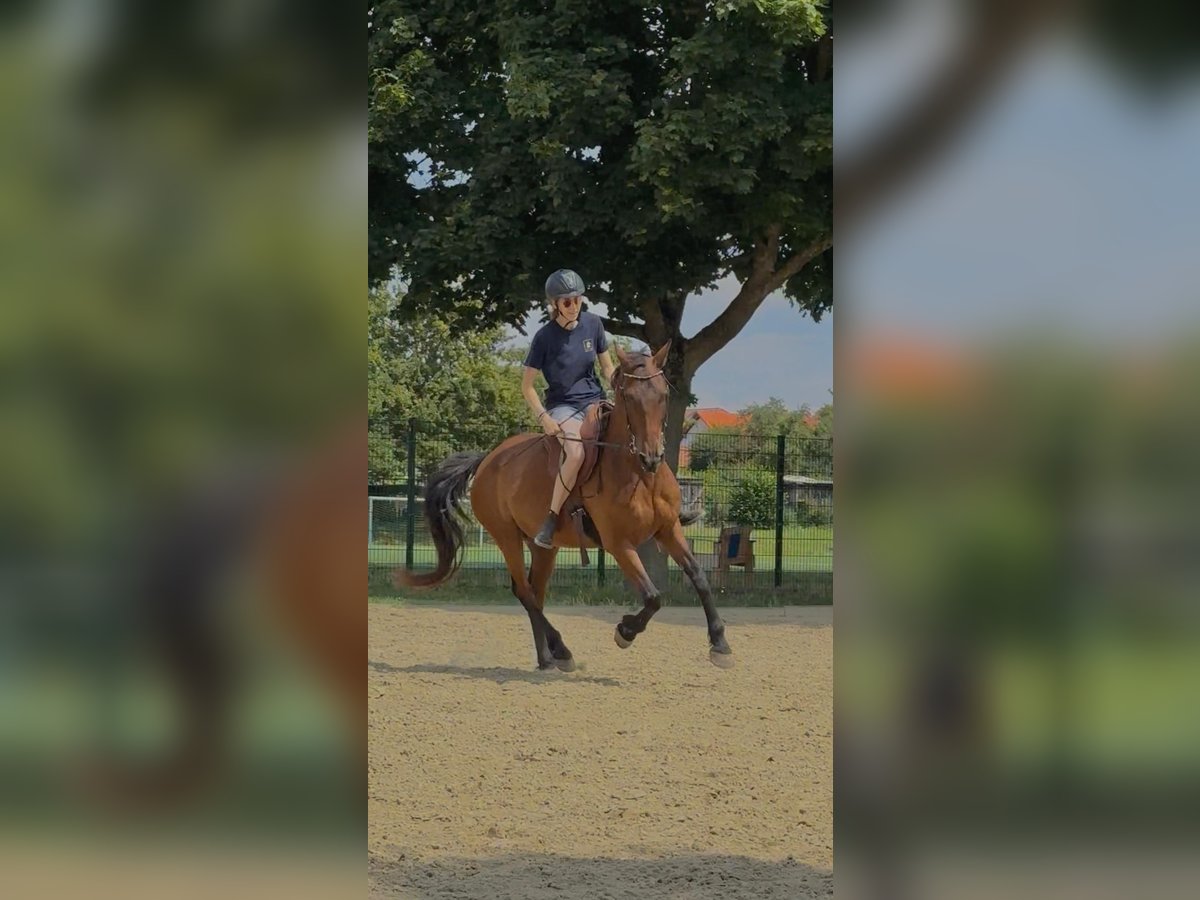 Andalusier Wallach 15 Jahre 166 cm Brauner in Schorfheide Sarnow