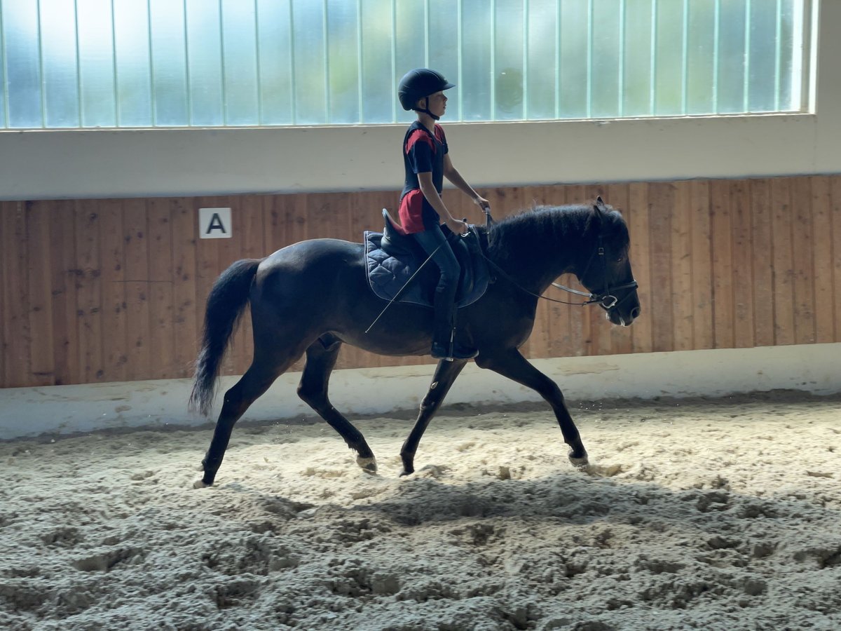Andalusier Wallach 16 Jahre 145 cm Rappe in Bad Wörishofen