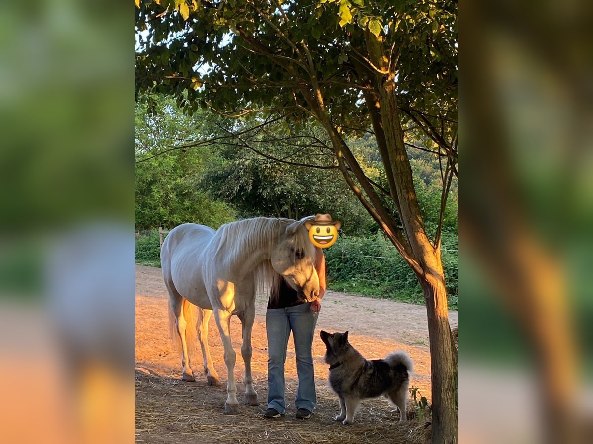 Andalusier Wallach 16 Jahre 147 cm Schimmel in Neuwied