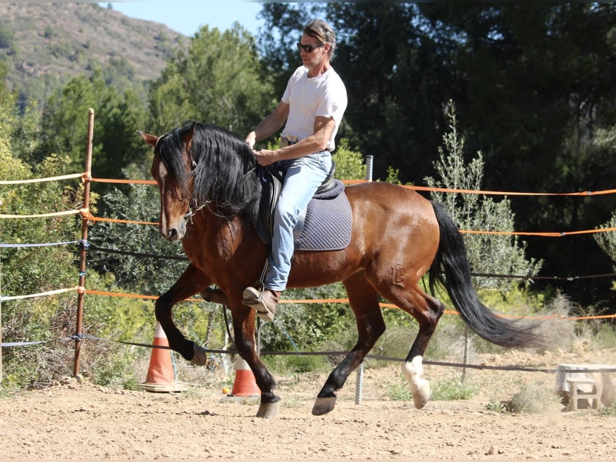 Andalusier Mix Wallach 16 Jahre 158 cm Brauner in Valencia
