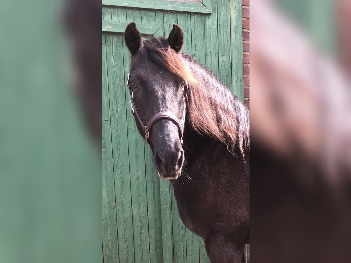 Andalusier Wallach 18 Jahre 153 cm Dunkelbrauner in Stolberg (Rheinland)