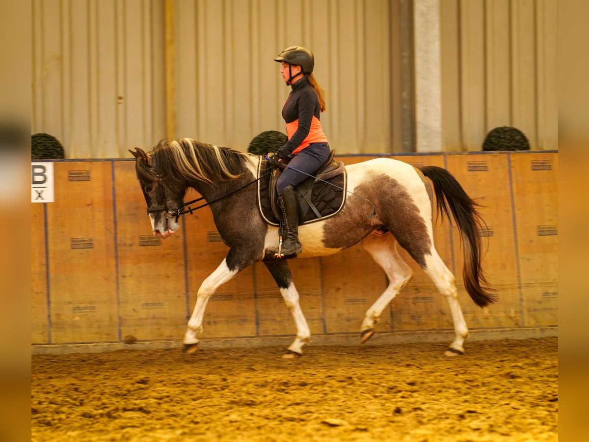 Andalusier Wallach 3 Jahre 146 cm Schecke in Neustadt (Wied)